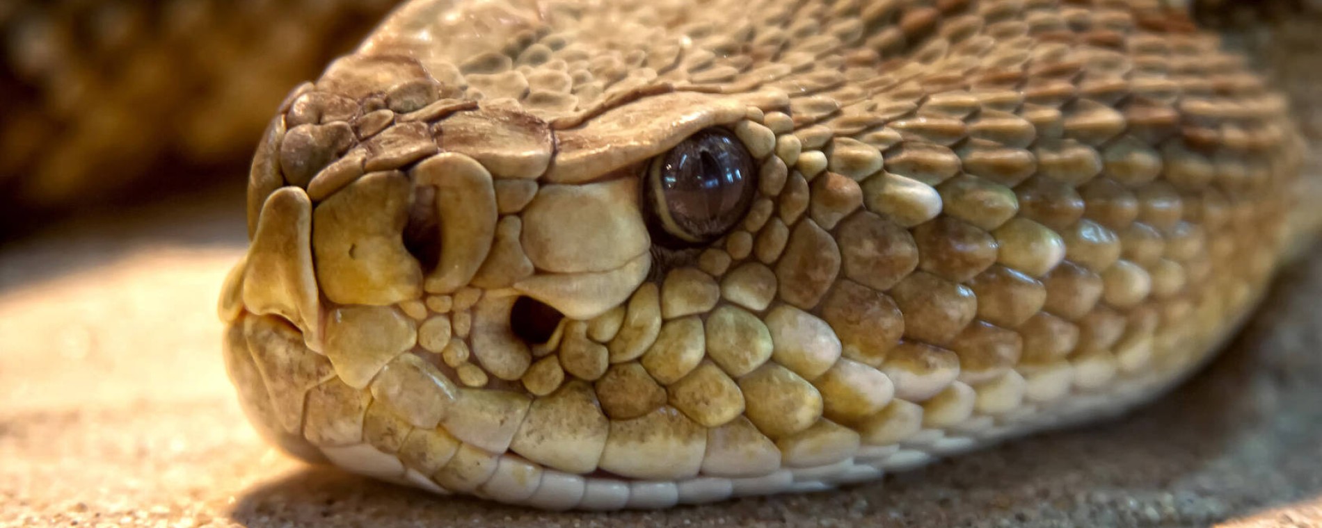 Celosborová bohoslužba: Podobenství o správci